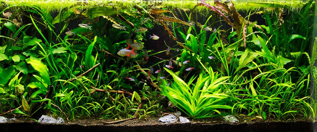 jungle-1.jpg