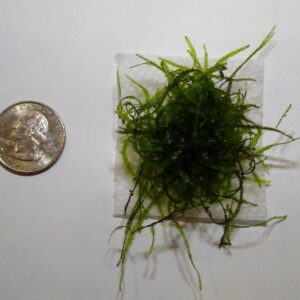 Living Java Moss - for Aquarium Fish Tanks *Free Shipping