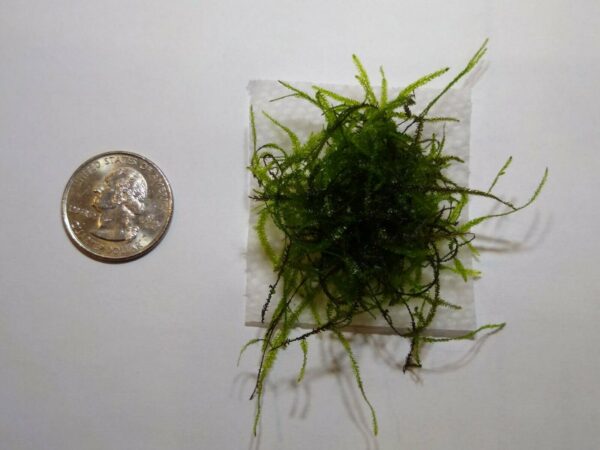 Living Java Moss - for Aquarium Fish Tanks *Free Shipping