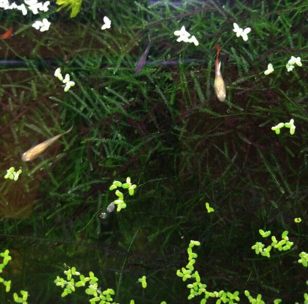 Living Java Moss - for Aquarium Fish Tanks *Free Shipping - Image 2