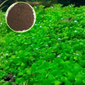 Mini Dwarf Pearl Seeds (Hemianthus Callitrichoides)