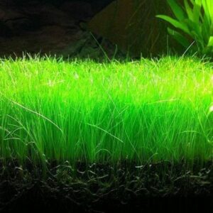 Aquarium Dwarf Grass Seeds to Grow Live Aquatic Plants (Eleocharis Parvula) Free Shipping