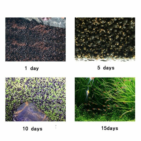 Aquarium Dwarf Grass Seeds to Grow Live Aquatic Plants (Eleocharis Parvula) Free Shipping - Image 5