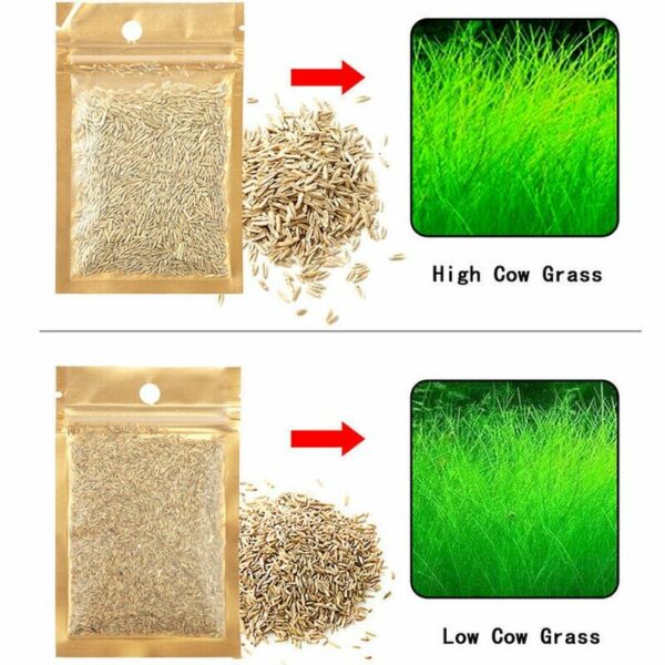 Aquarium Dwarf Grass Seeds to Grow Live Aquatic Plants (Eleocharis Parvula) Free Shipping - Image 4