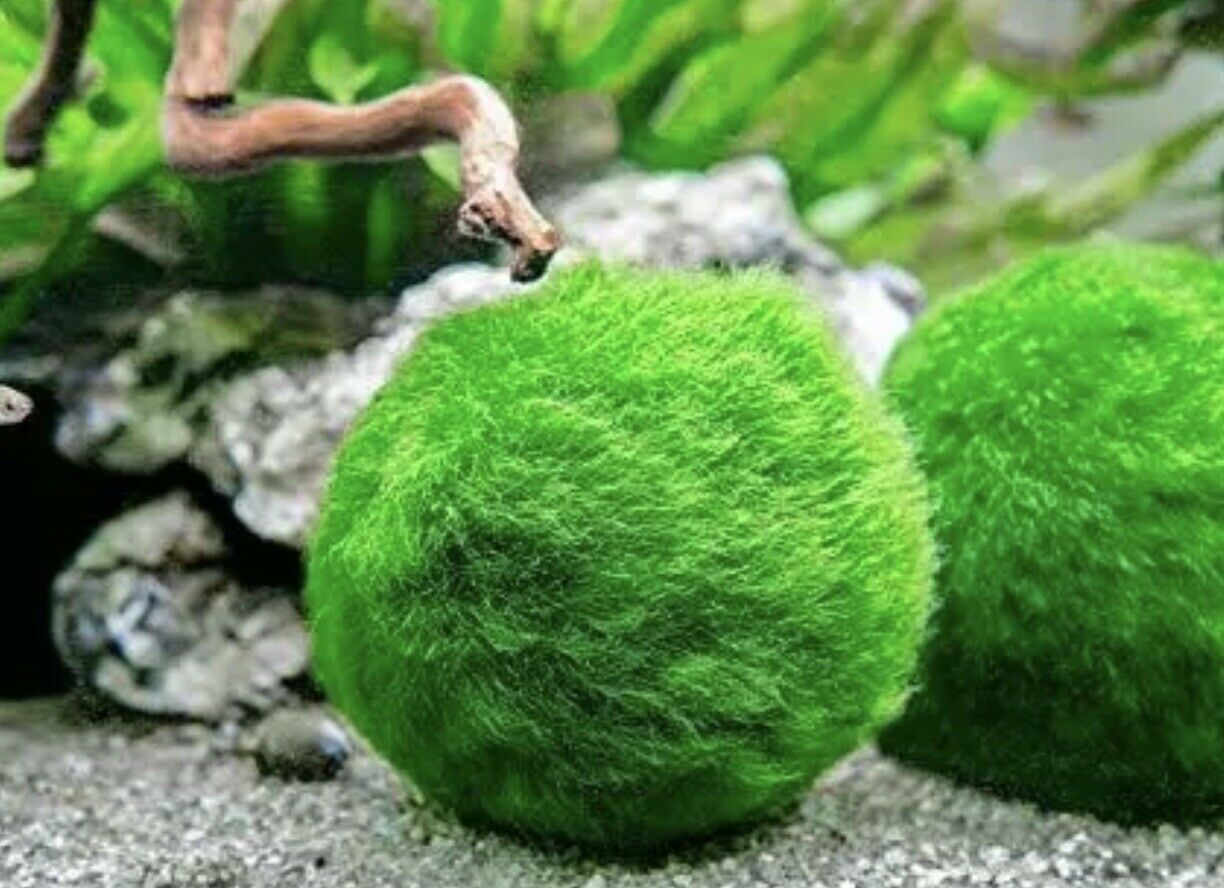 Mix Marimo Moss 3 Balls Cladophora Live Plant Aquarium in USA 3,4,5cm 