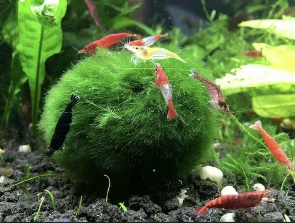 10pcs 1-2cm Marimo Moss Ball Cladophora Live Aquarium Plant Fish Tank Shrimp *FREE SHIPPING - Image 2