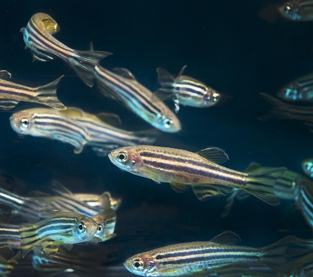 Fish 10 Best Fish For 10 Gallon Tank: When It Comes To Freshwater Aquariums ...