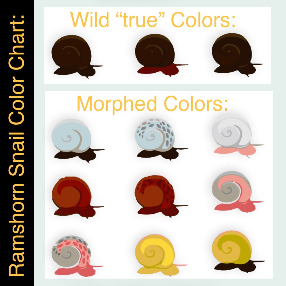 Ramshorn Snail True and Morphed Colors Pet Fish Plants