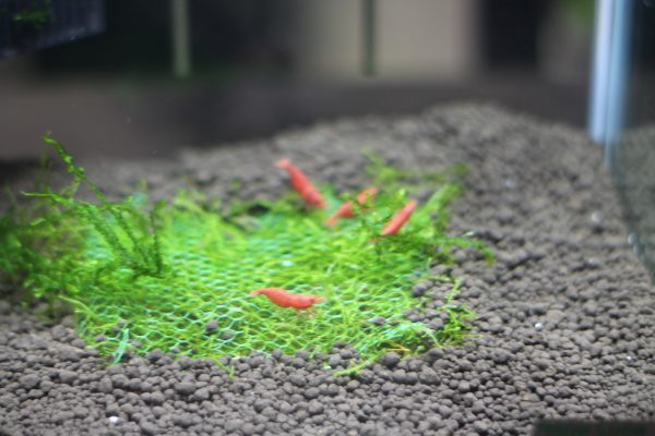 red cherry shrimp