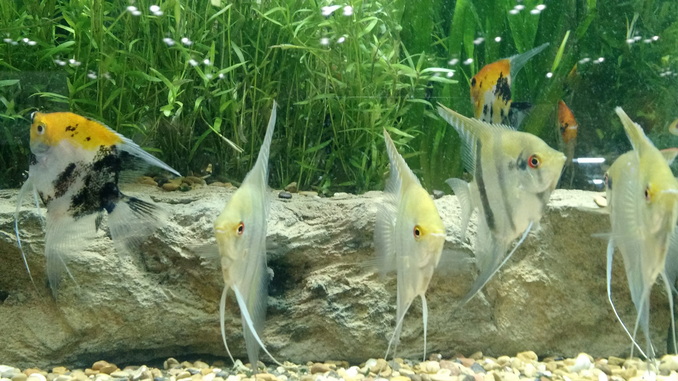 Are Angelfish Aggressive Toward Their Neighbors? Pet Fish Plants