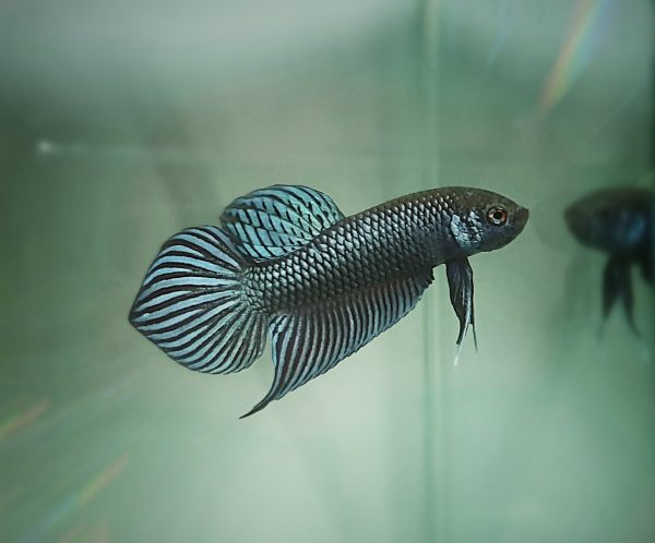 female betta