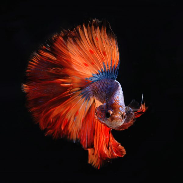 male betta
