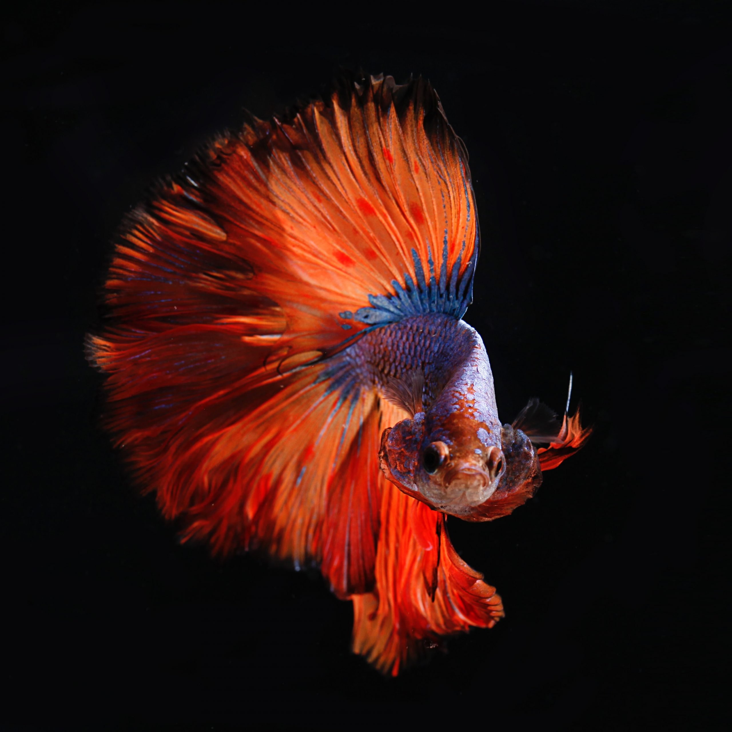How Long Can a Betta Fish Go Without Food? Pet Fish Plants