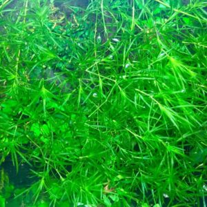 Guppy Grass (Najas Guadalupensisa) Aquatic Plant ~ Free Shipping