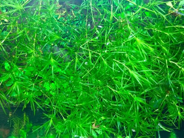 Guppy Grass (Najas Guadalupensisa) Aquatic Plant ~ Free Shipping