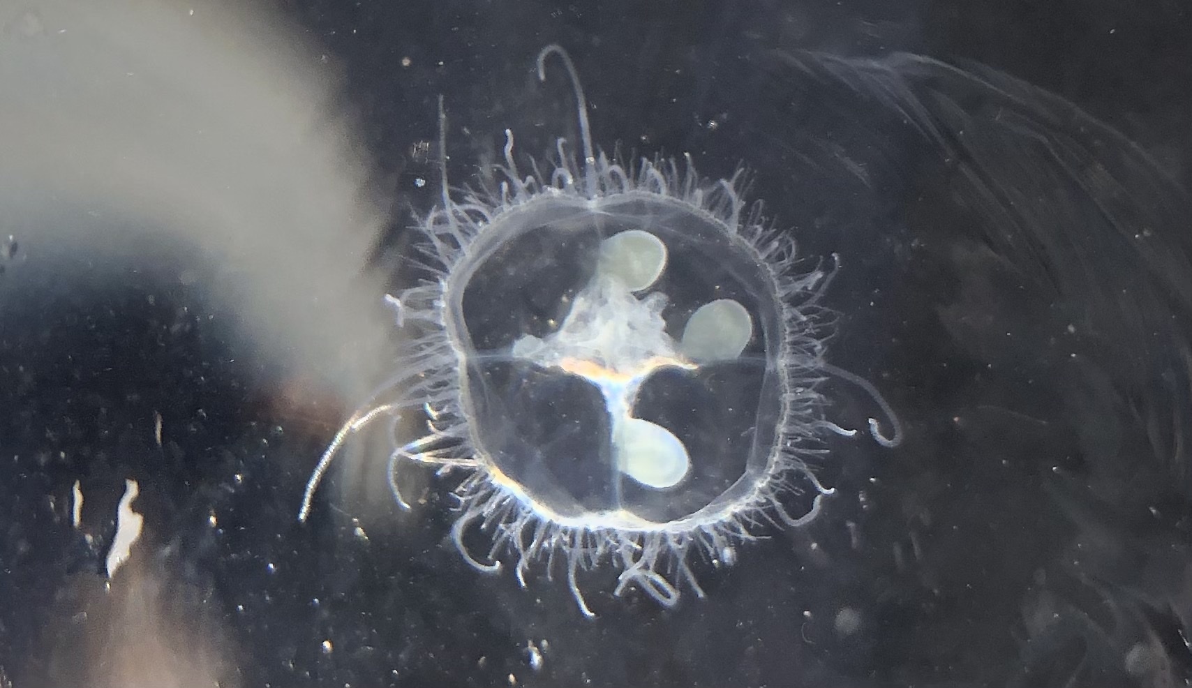 Freshwater Jellyfish Aquarium Care Pet Fish Plants