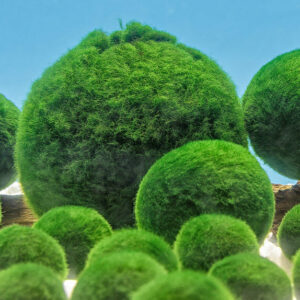 10pcs 1-2cm Marimo Moss Ball Cladophora Live Aquarium Plant Fish Tank Shrimp *FREE SHIPPING